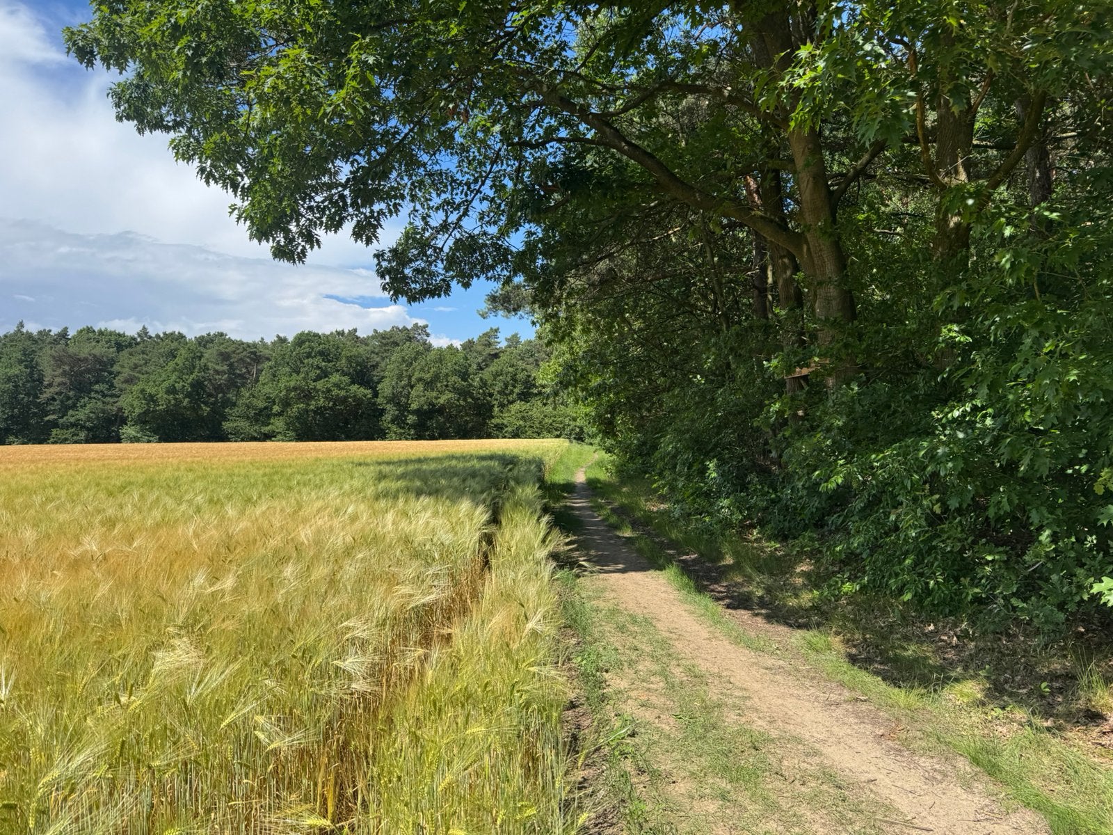Te koop perceel bosgrond 5.200m2 gelegen in Helden