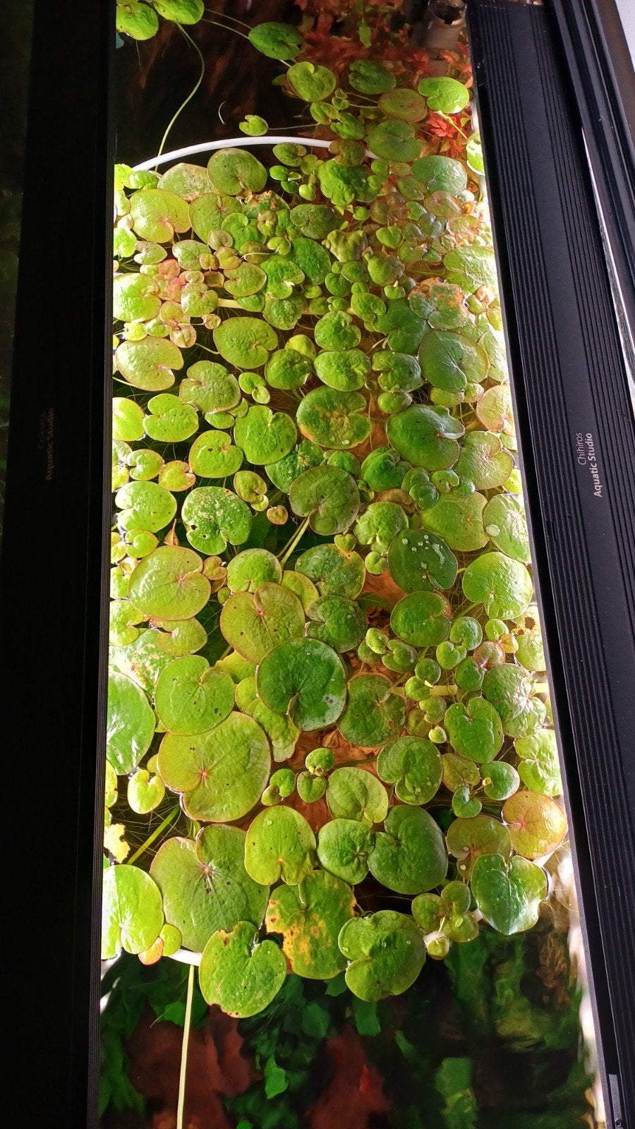 limnobium spongia, Dieren en Toebehoren, Ophalen, Nieuw, Plant(en), Steen of Hout