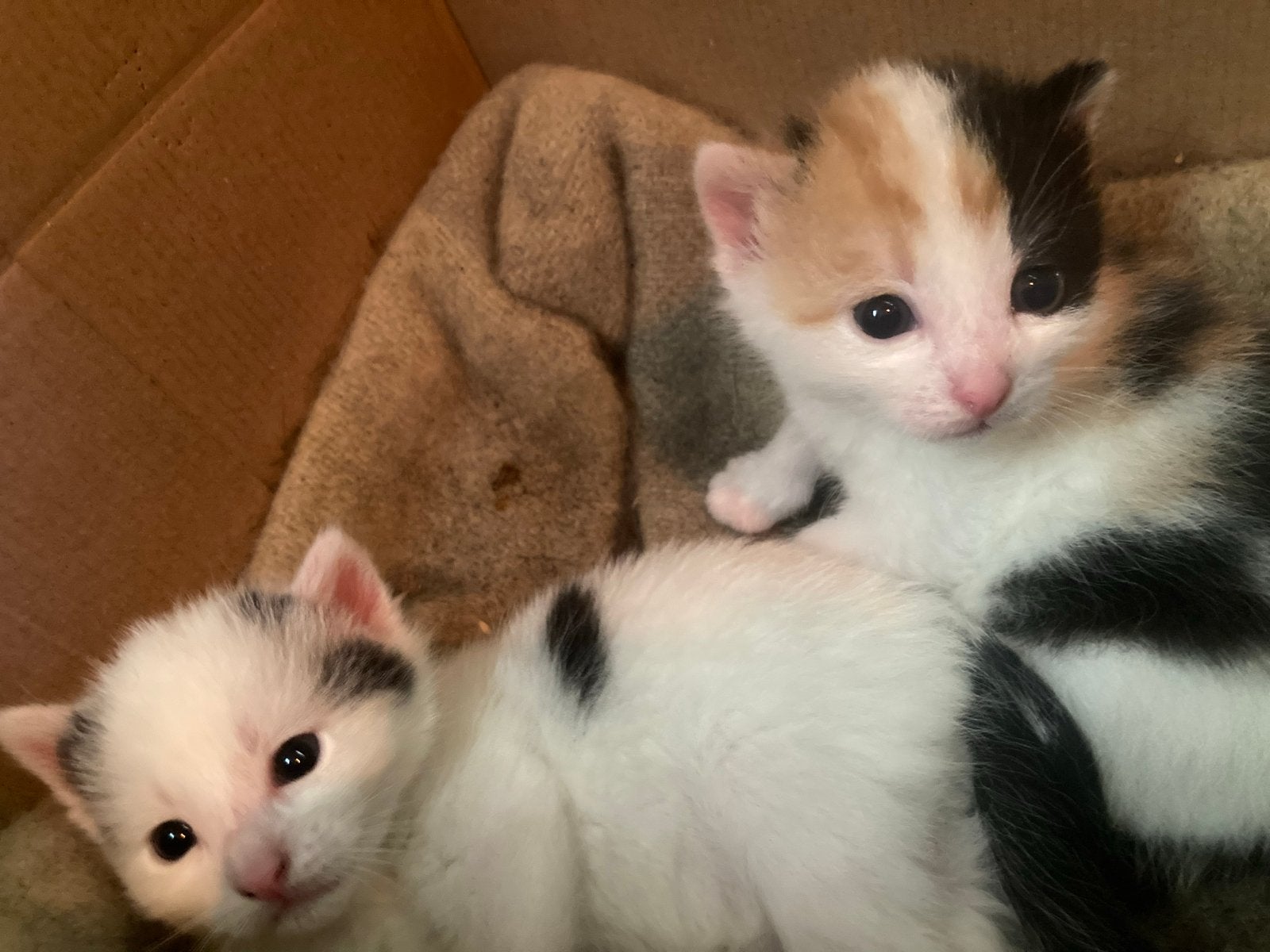 Lieve, mooie kittens (m/v), Dieren en Toebehoren, Meerdere dieren, Kortharig, 0 tot 2 jaar