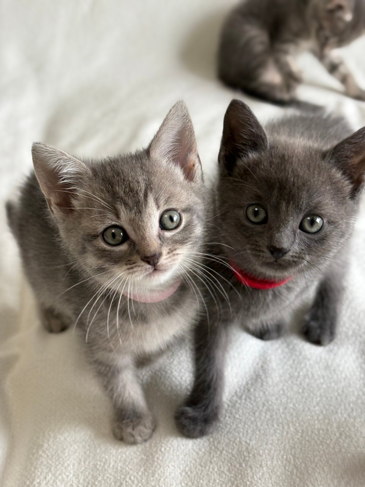 Britse Korthaar / British Shorthair Kitten, Meerdere dieren, Ontwormd, 0 tot 2 jaar