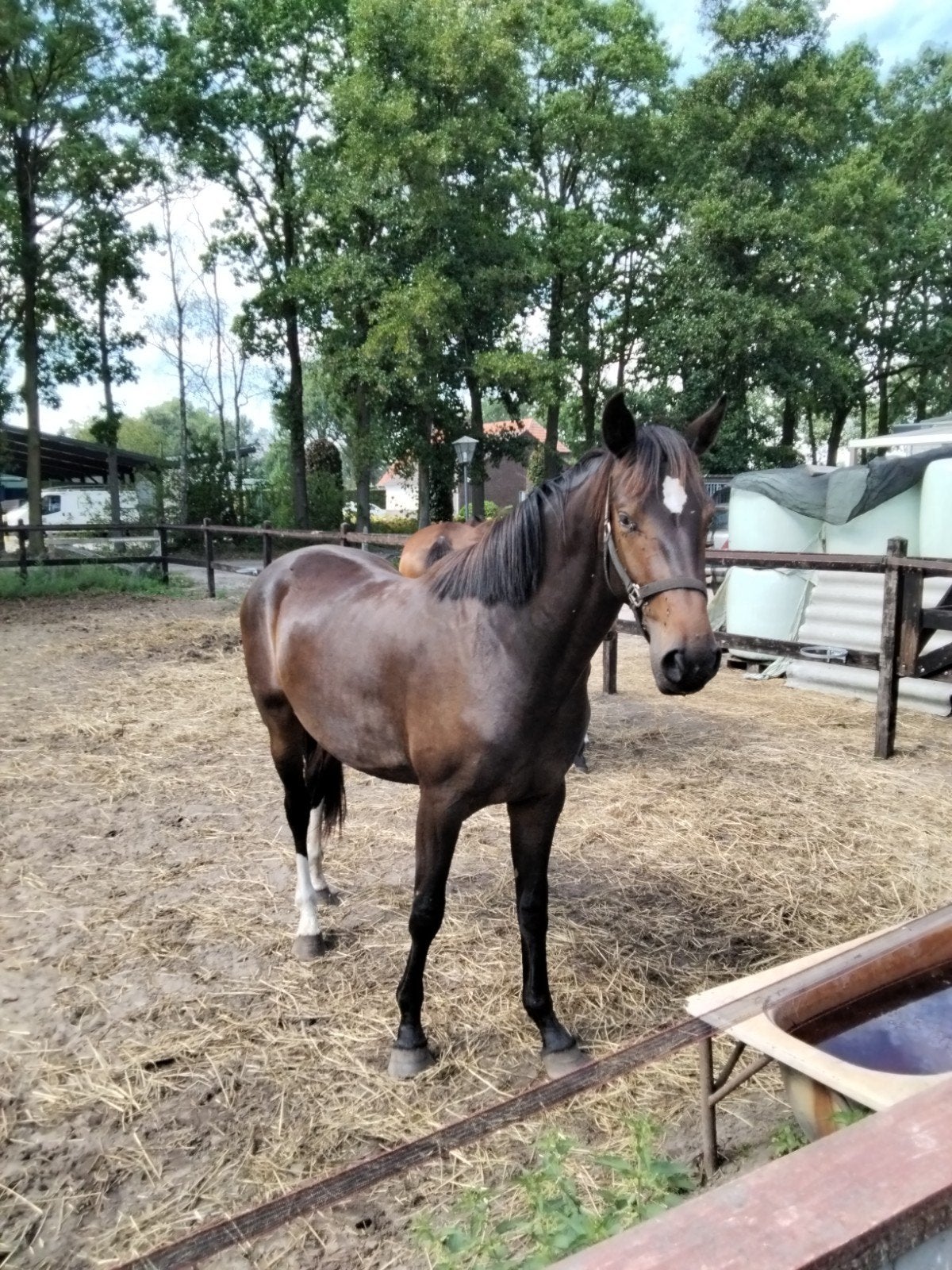 te koop: 2 van mijn jonge fokproducten beide merrie, Dieren en Toebehoren, Paarden, Merrie, Dressuurpaard, 0 tot 2 jaar, Onbeleerd