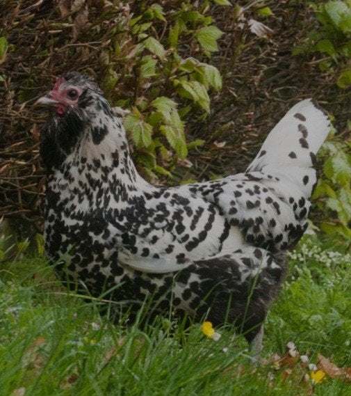 te koop mooie jonge uilebaard kippen met of zonder haan, Dieren en Toebehoren, Pluimvee, Meerdere dieren, Kip