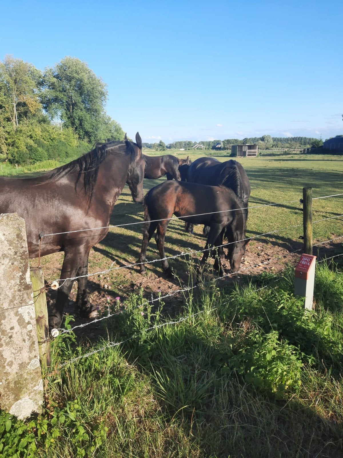 fries merrie veulen en een hengst veulen, Dieren en Toebehoren, Merrie, Minder dan 160 cm, 0 tot 2 jaar