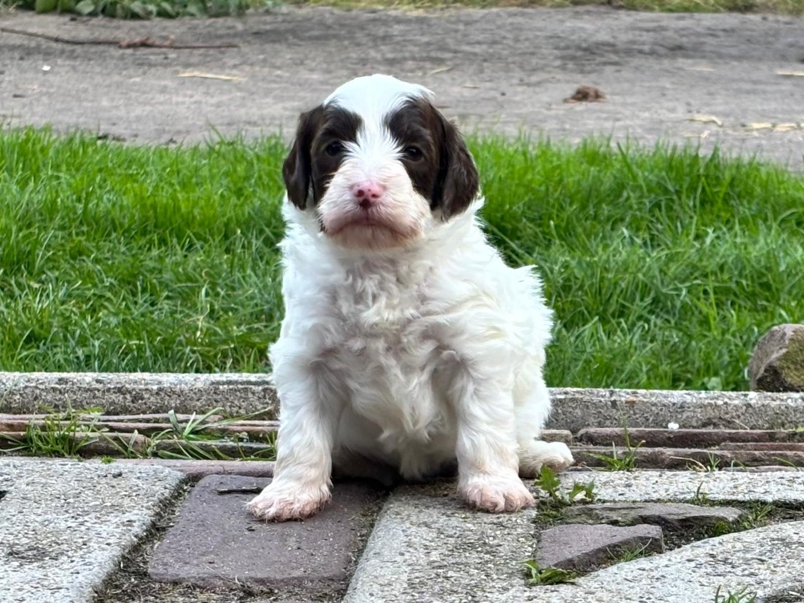 Mini labradoodles pups te reserveren . geboren  12/09 ., Nederland, Overige rassen, 8 tot 15 weken, Meerdere