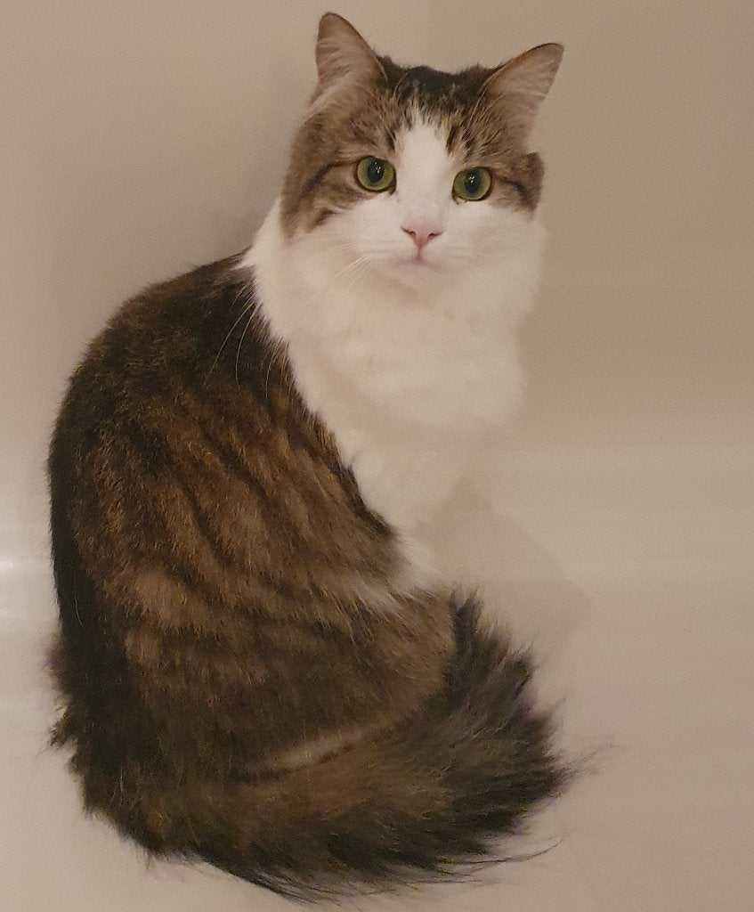 Vermist, Dieren en Toebehoren