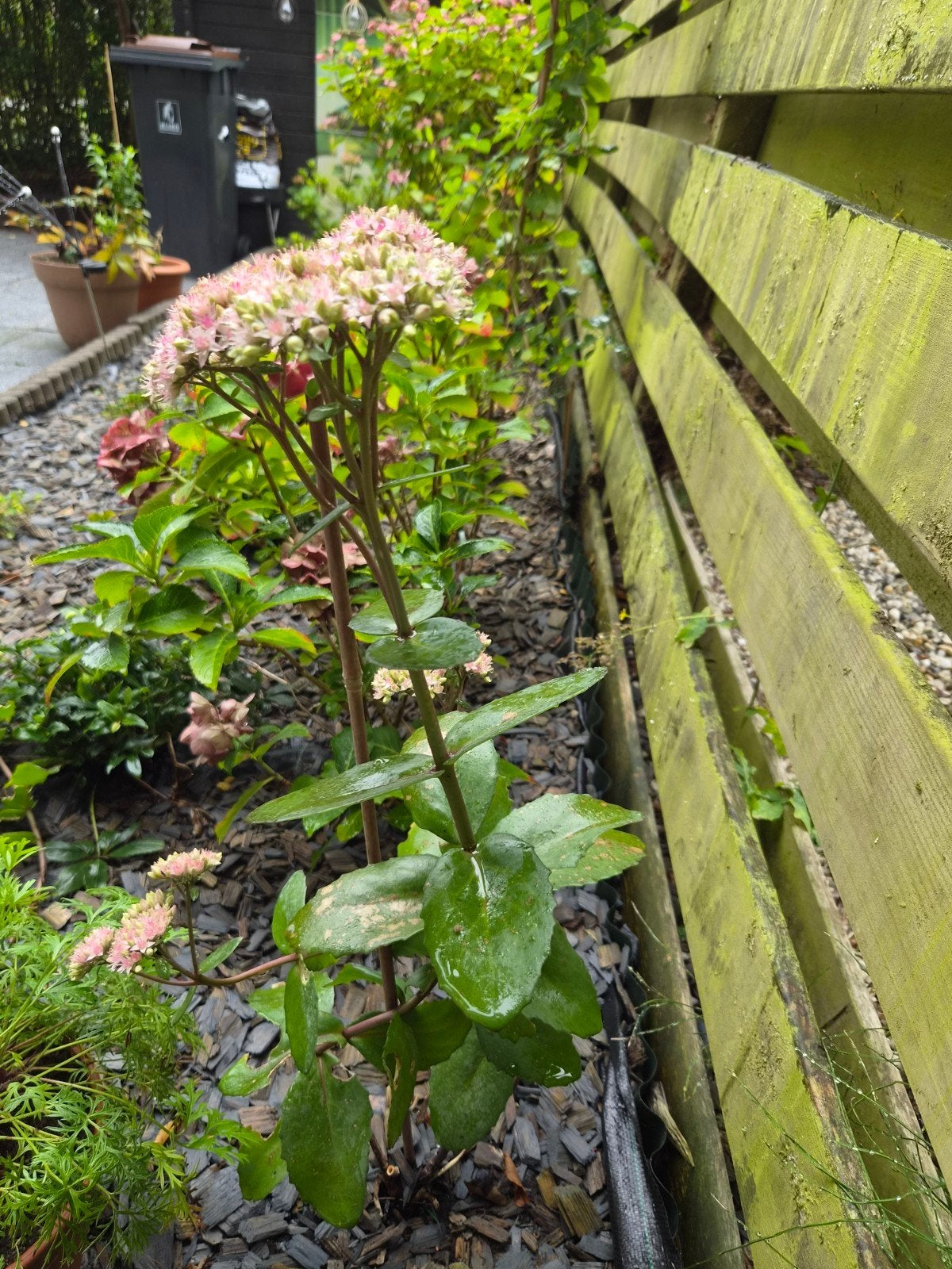 Mooie winterharde vetplanten (3 stuks), Tuin en Terras, Volle zon, Vaste plant, Herfst, Ophalen