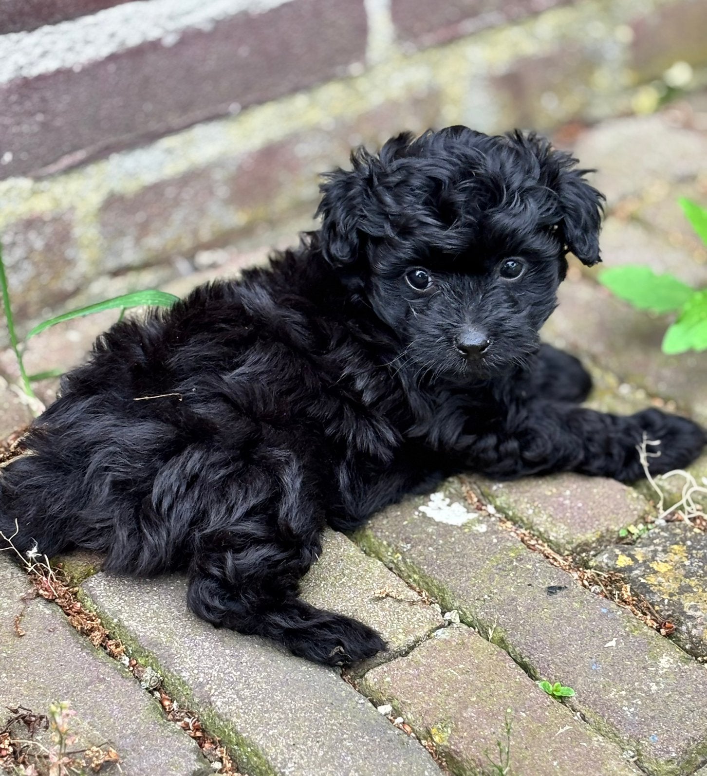 Pomapoo pups Vakantie opvang mogelijk !!, Poedel, Parvo, 8 tot 15 weken, Meerdere