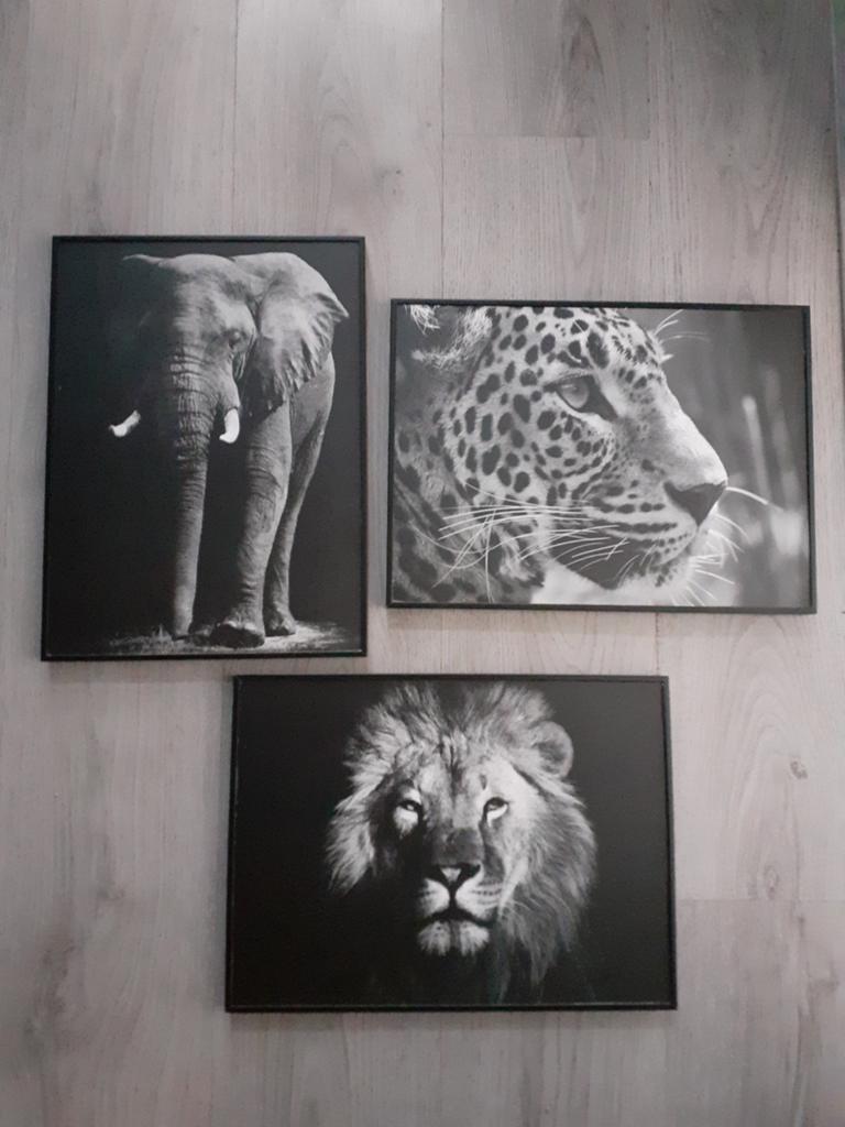 Schilderij, Ophalen, Minder dan 50 cm, Zo goed als nieuw, Schilderij