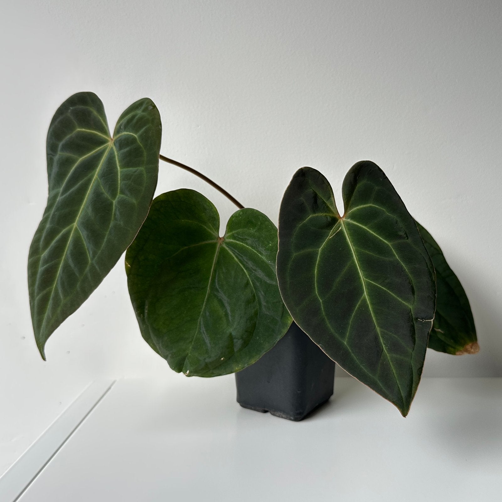 Anthurium papillilaminumXcrystallinum x besseae aff (1), Huis en Inrichting, Kamerplanten, Ophalen of Verzenden, Halfschaduw, Minder dan 100 cm