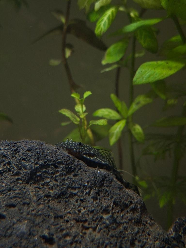 Borstelneus pleco, Vis, Zoetwatervis