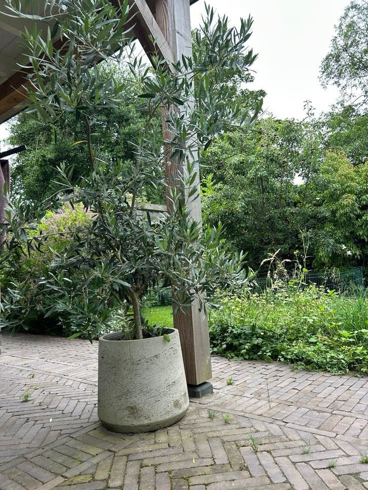 Mooie olijfboom in pot - Ideaal voor terras of tuin, Tuin en Terras, Planten | Tuinplanten, Volle zon, Vaste plant, Bloeit niet
