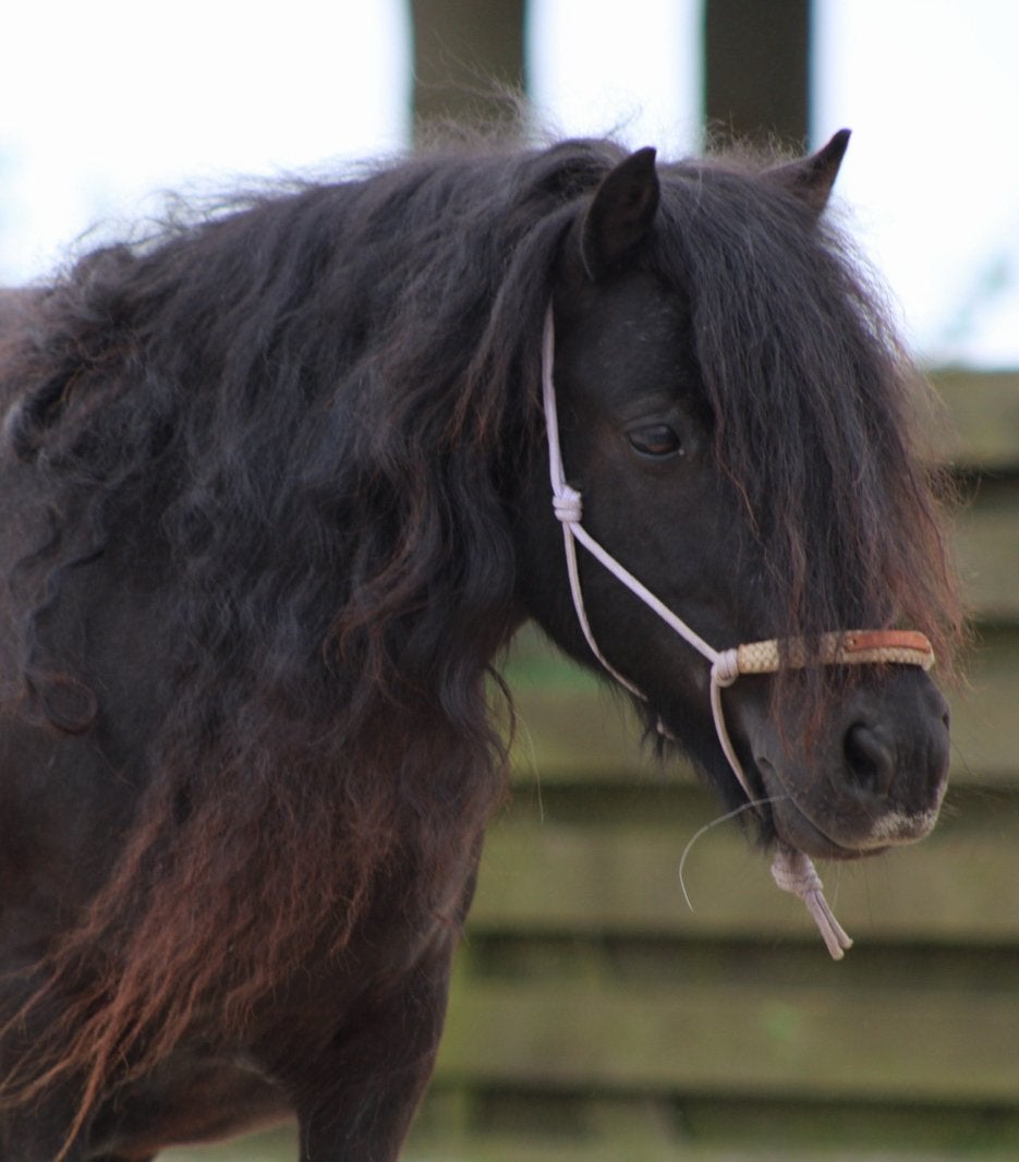 3 lieve en unieke pony’s te koop aangeboden, Met stamboom, Niet van toepassing, A pony (tot 1.17m), 3 tot 6 jaar