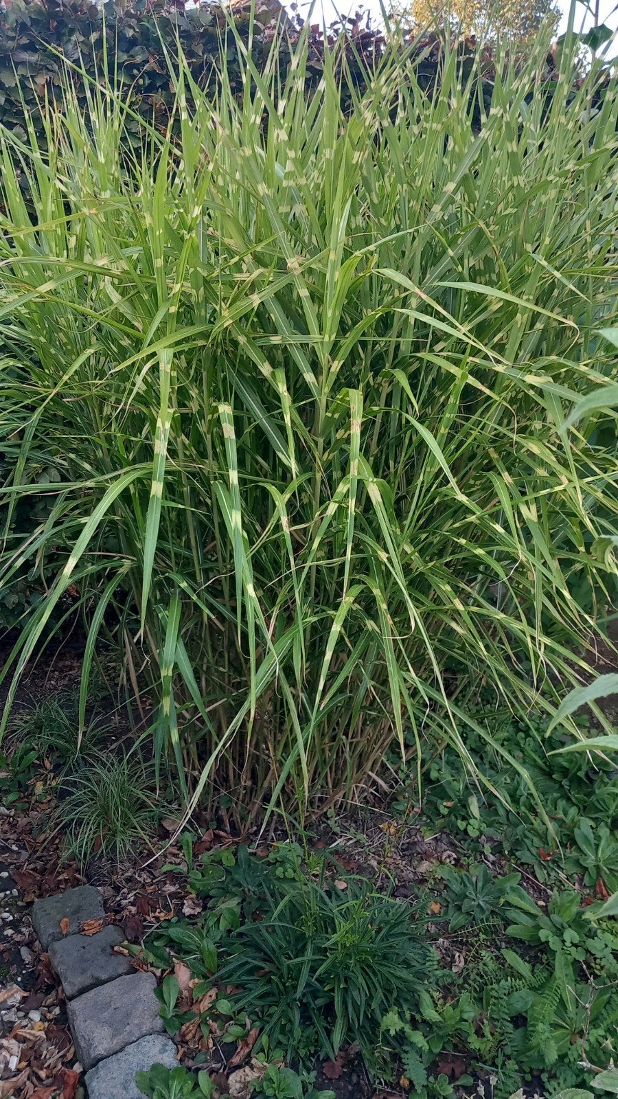 Siergras  - Miscanthus sinensis 'Zebrin, Ophalen, Siergrassen, Volle zon