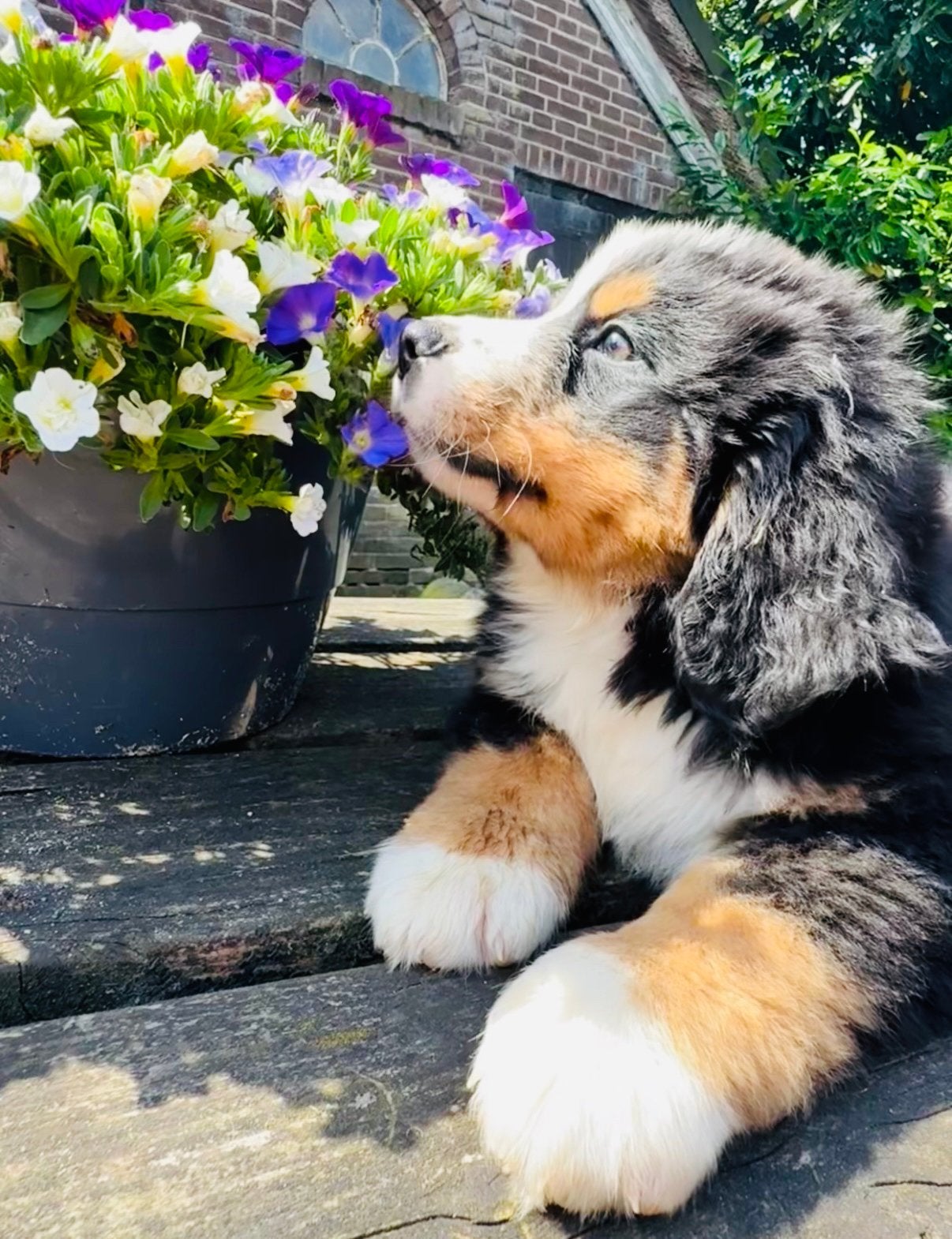 Prachtige Berner Senner pups, Parvo, Overige rassen, 8 tot 15 weken, Meerdere