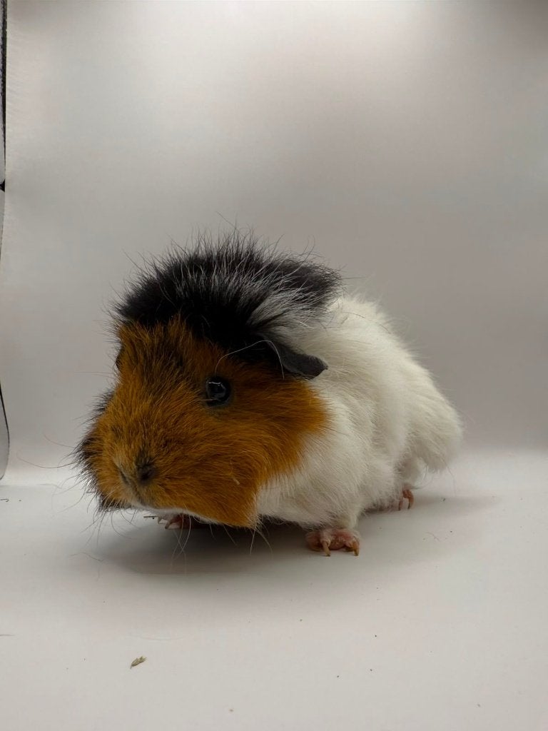 Te koop leuk cavia zeugje / vrouwtje, Dieren en Toebehoren, Knaagdieren, Mei, Vrouwelijk, Cavia
