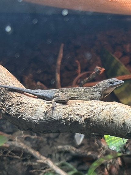 anolis sagrei, vermoedelijk koppel, 0 tot 2 jaar