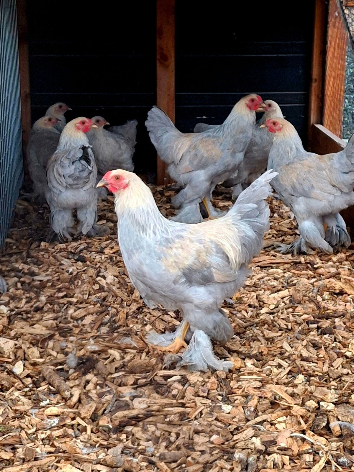 Krielhaan Brahma Isabel parelgrijs patrijs, Dieren en Toebehoren, Meerdere dieren, Kip