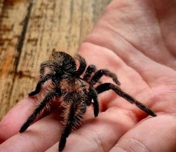 Tliltocatl albopilosus (krulhaar), Dieren en Toebehoren, Spin of Schorpioen