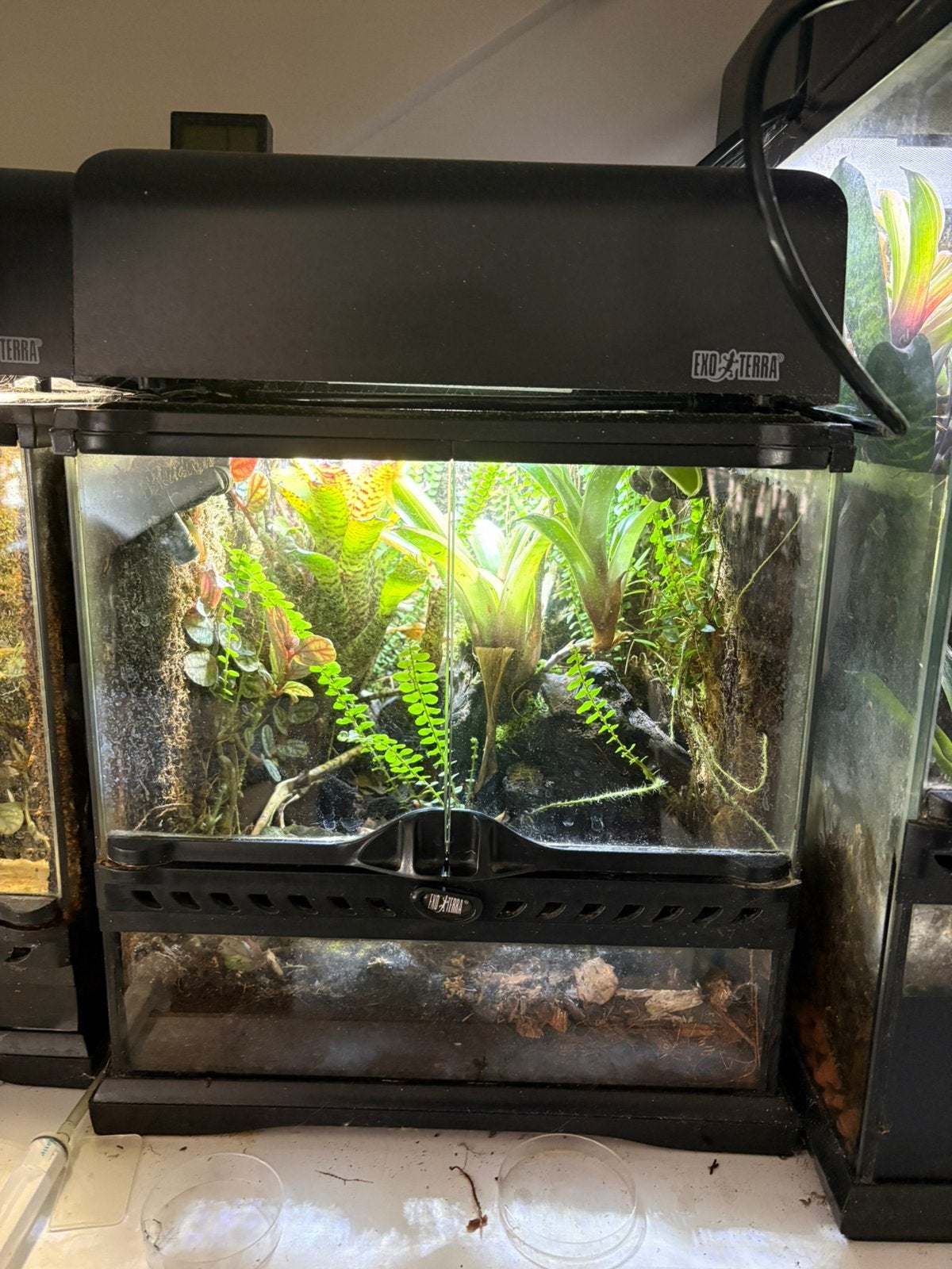 Exo terra terrarium, Dieren en Toebehoren, Ophalen, Gebruikt, Terrarium of Paludarium