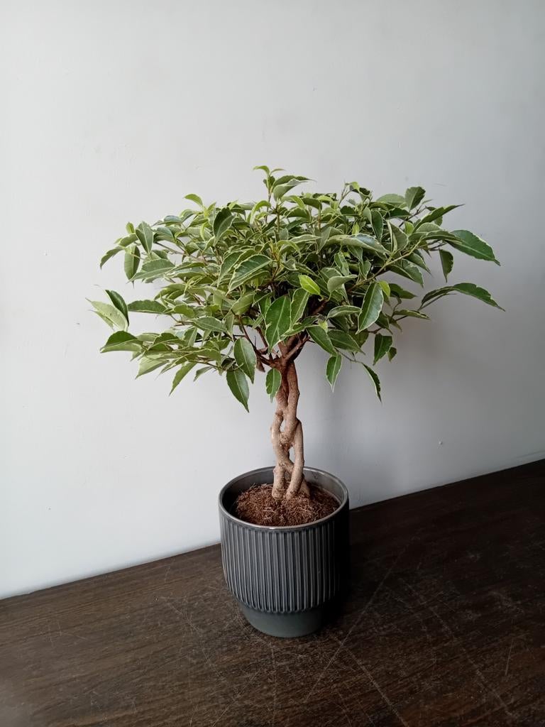 Kamerplant 40cm bonsai ficus, Huis en Inrichting, Kamerplanten, Ophalen, Ficus, Halfschaduw, In pot