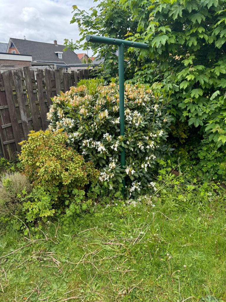 Gratis af te halen: oa rododendron, hortensia, hulst, Ophalen, Halfschaduw, Overige soorten, 100 tot 250 cm