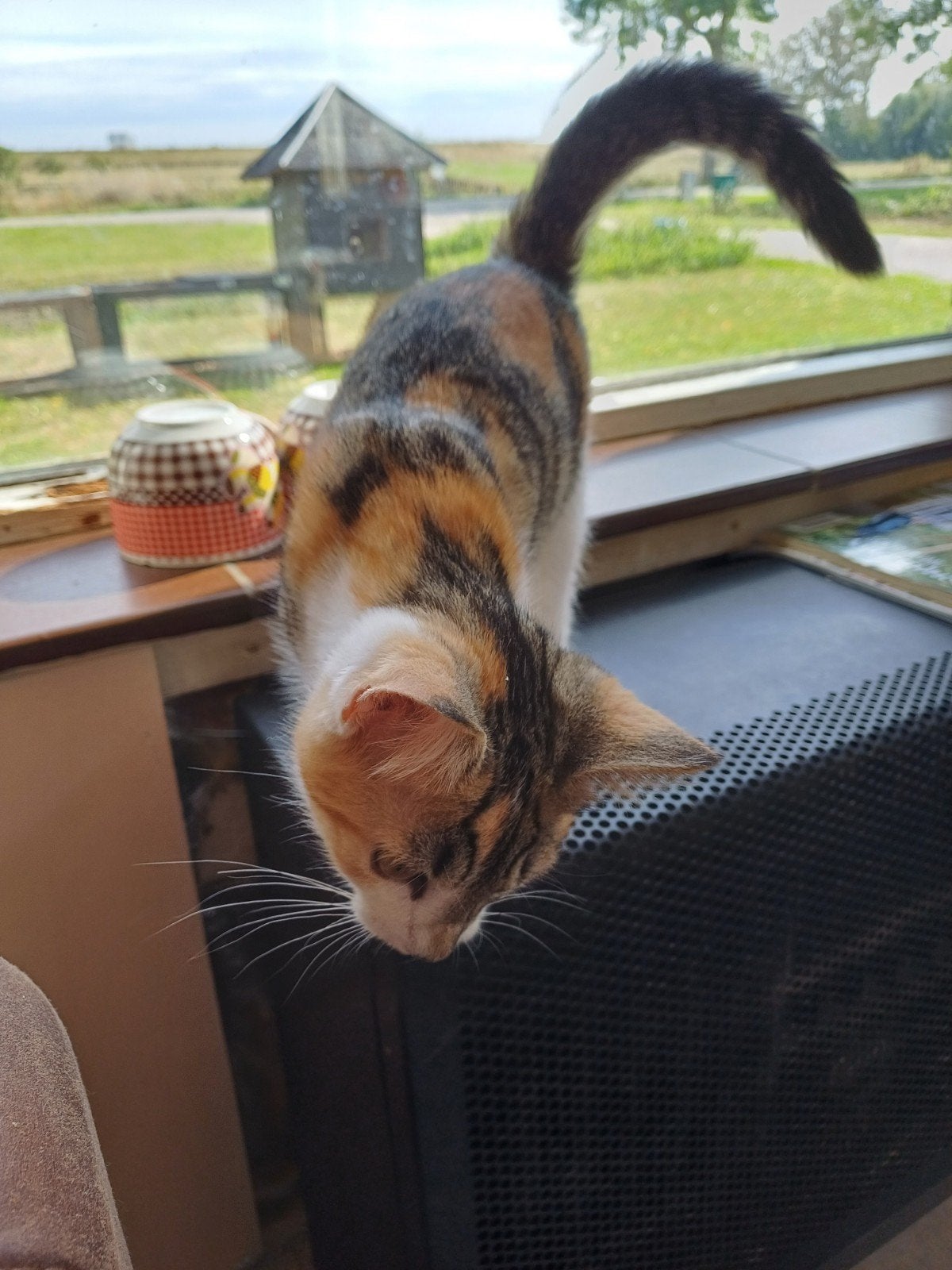 Lievdevol en speelse kittens zoeken een gouden mandje!, Meerdere dieren