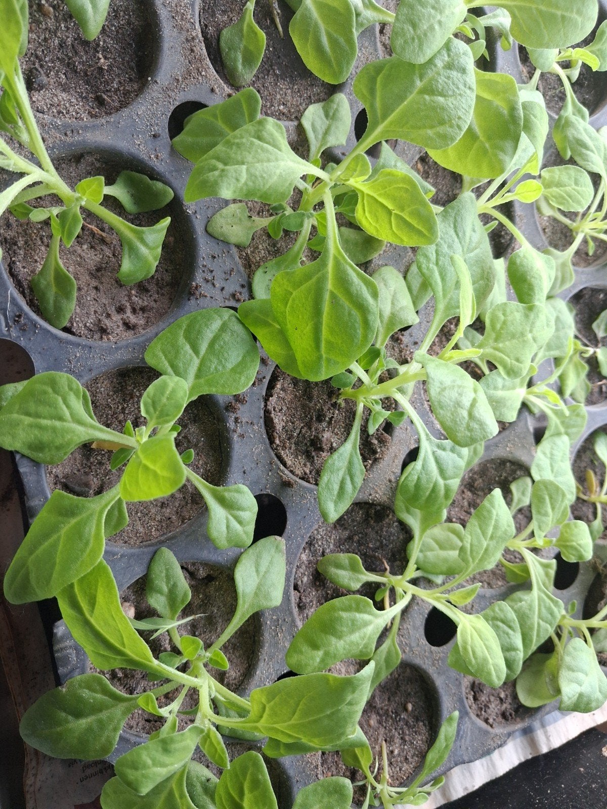 Nieuw zelandse spinazie plantjes - Klaar om te planten!, Ophalen of Verzenden, Eenjarig, Groenteplanten, Volle zon