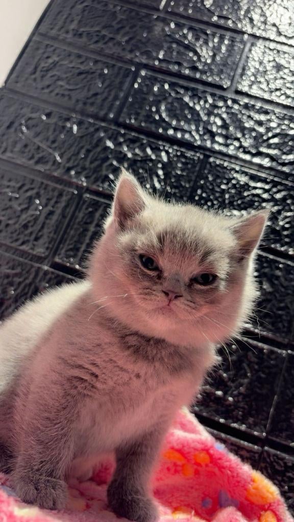 Britse korthaar kittens, Meerdere dieren, Ontwormd, 0 tot 2 jaar