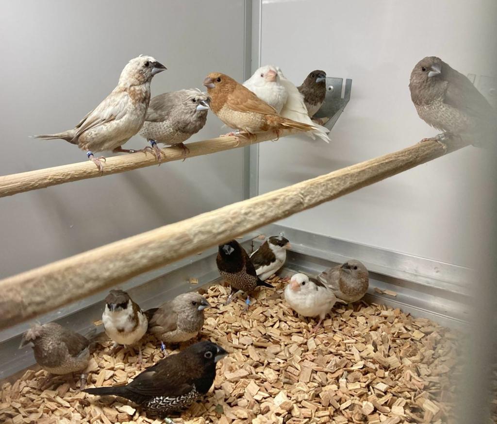 Verkoop en inkoop van tropen kanaries en parkieten, Meerdere dieren