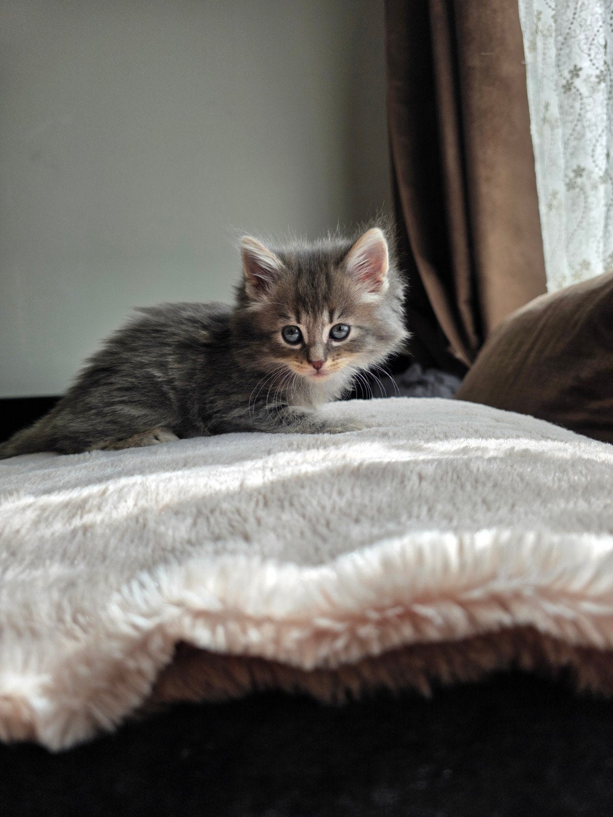 Lieve fluffy kittens, Poes