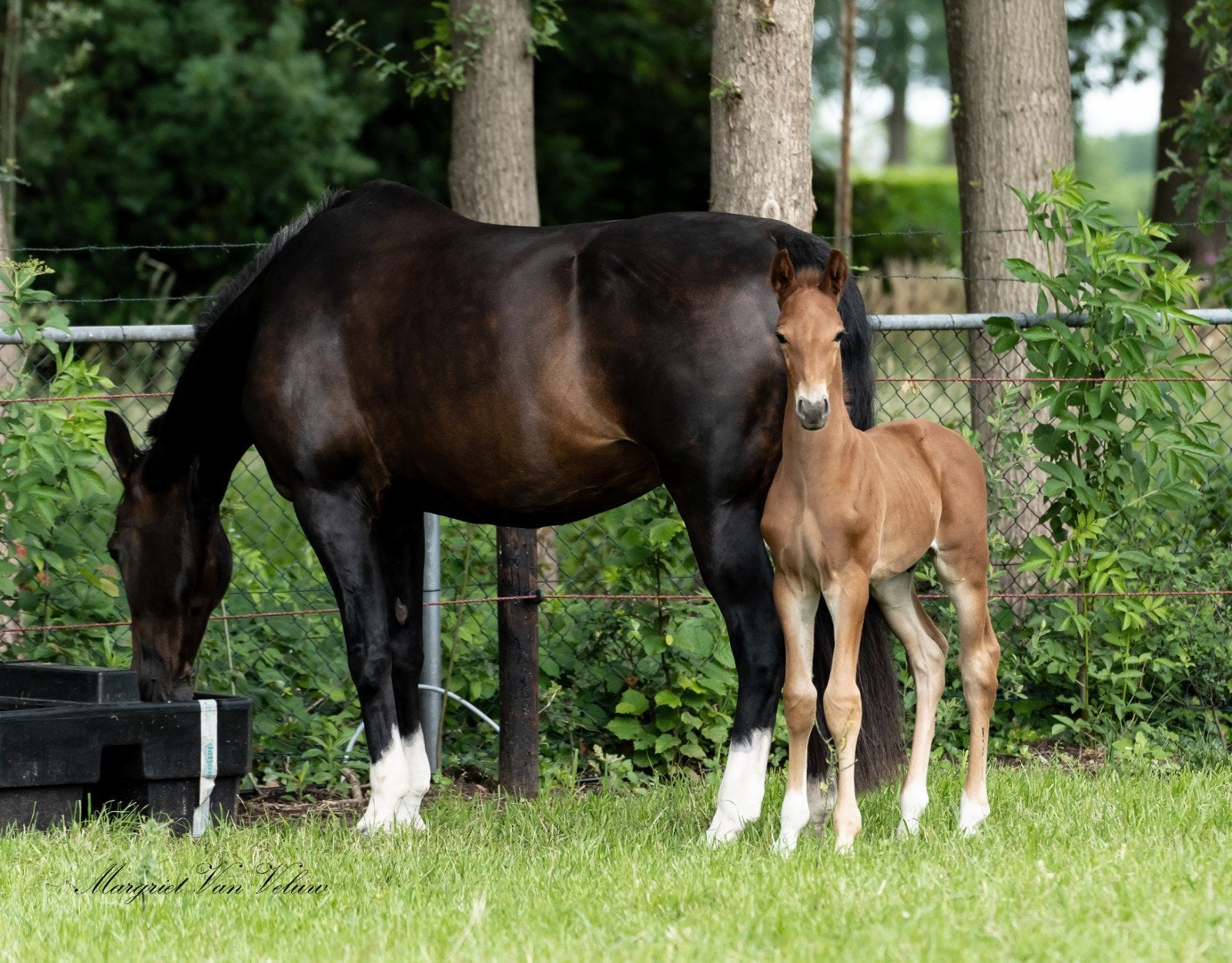 Hengst veulen Succession X Cizandro, Dieren en Toebehoren, Hengst, 165 tot 170 cm, Dressuurpaard, 0 tot 2 jaar