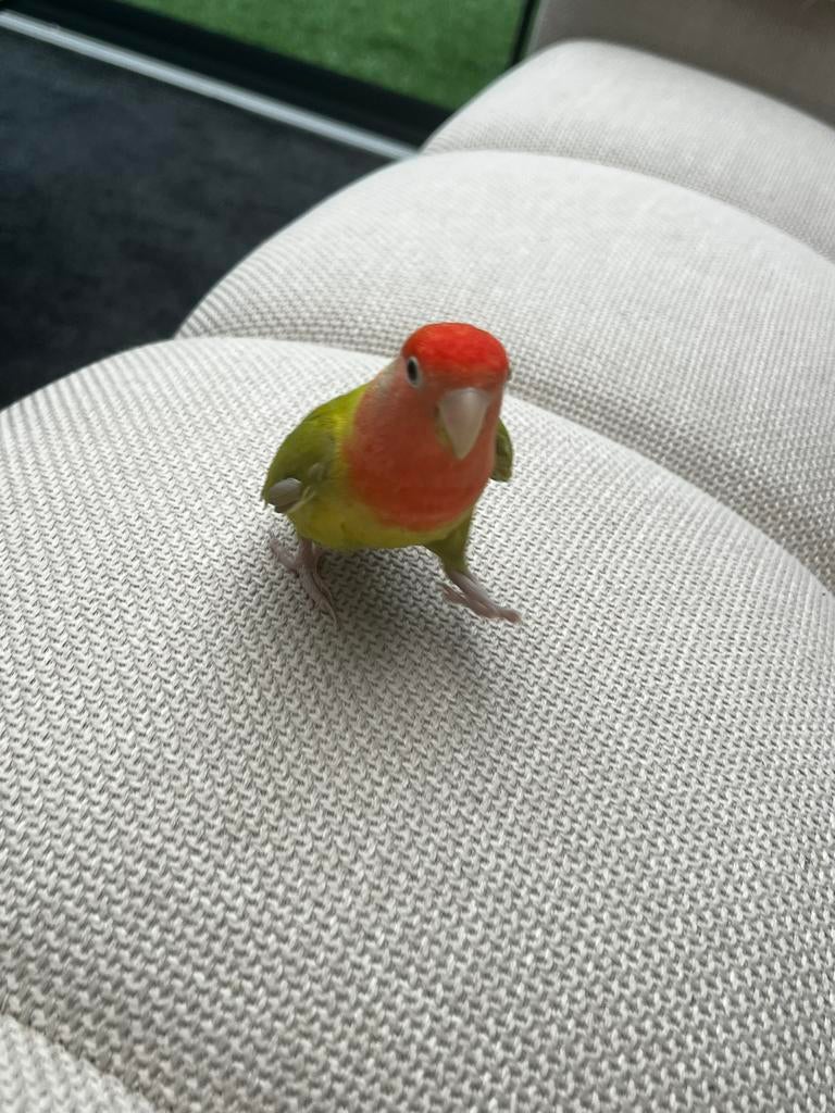 Tamme agapornis “Mango”, Vrouwelijk, Dwergpapegaai of Agapornis, Tam
