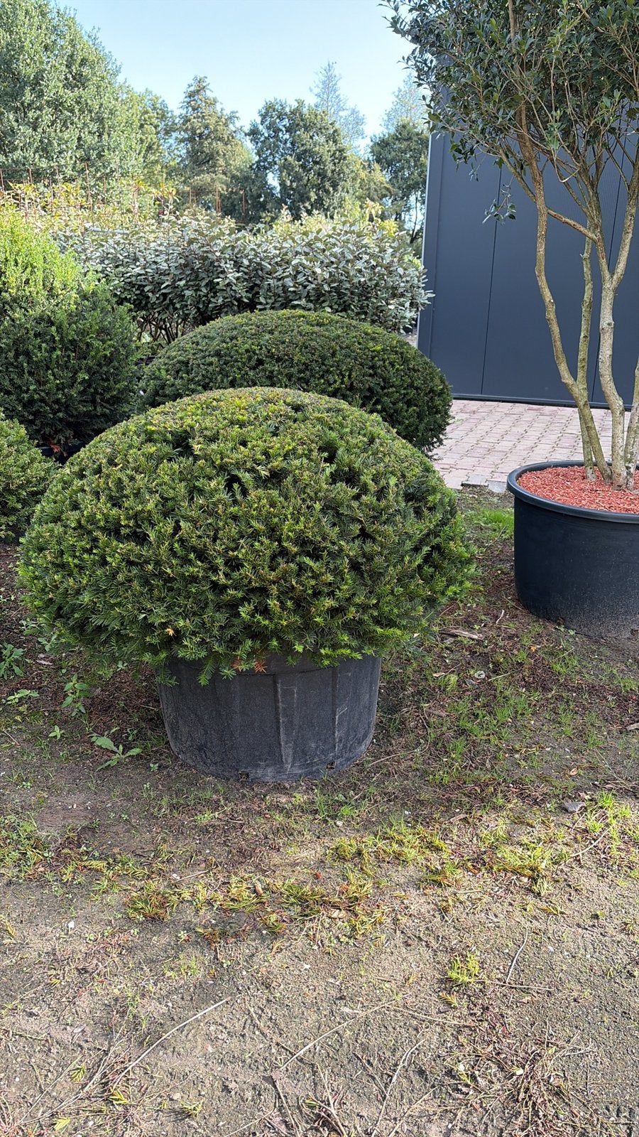 Taxus bollen leverbaar tot 200 cm. Prijs vanaf euro 40,-., Ophalen of Verzenden, Taxus, Struik, 100 tot 250 cm