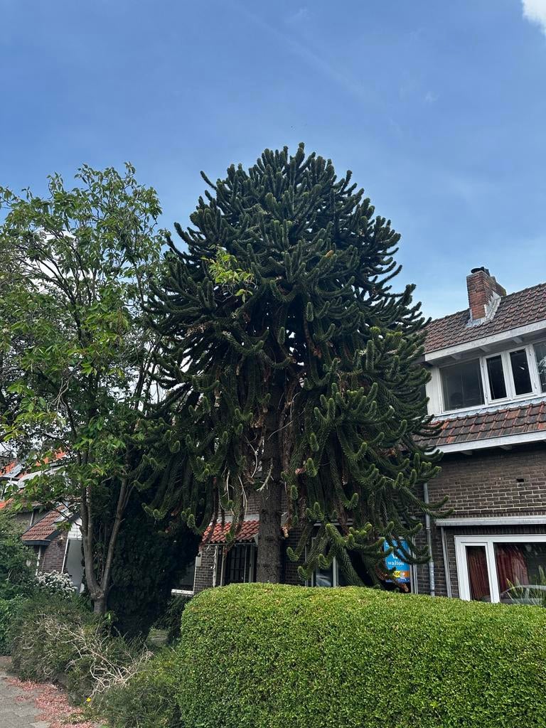 Apenboom / Slangenden, Ophalen, Volle zon, Overige soorten, 400 cm of meer