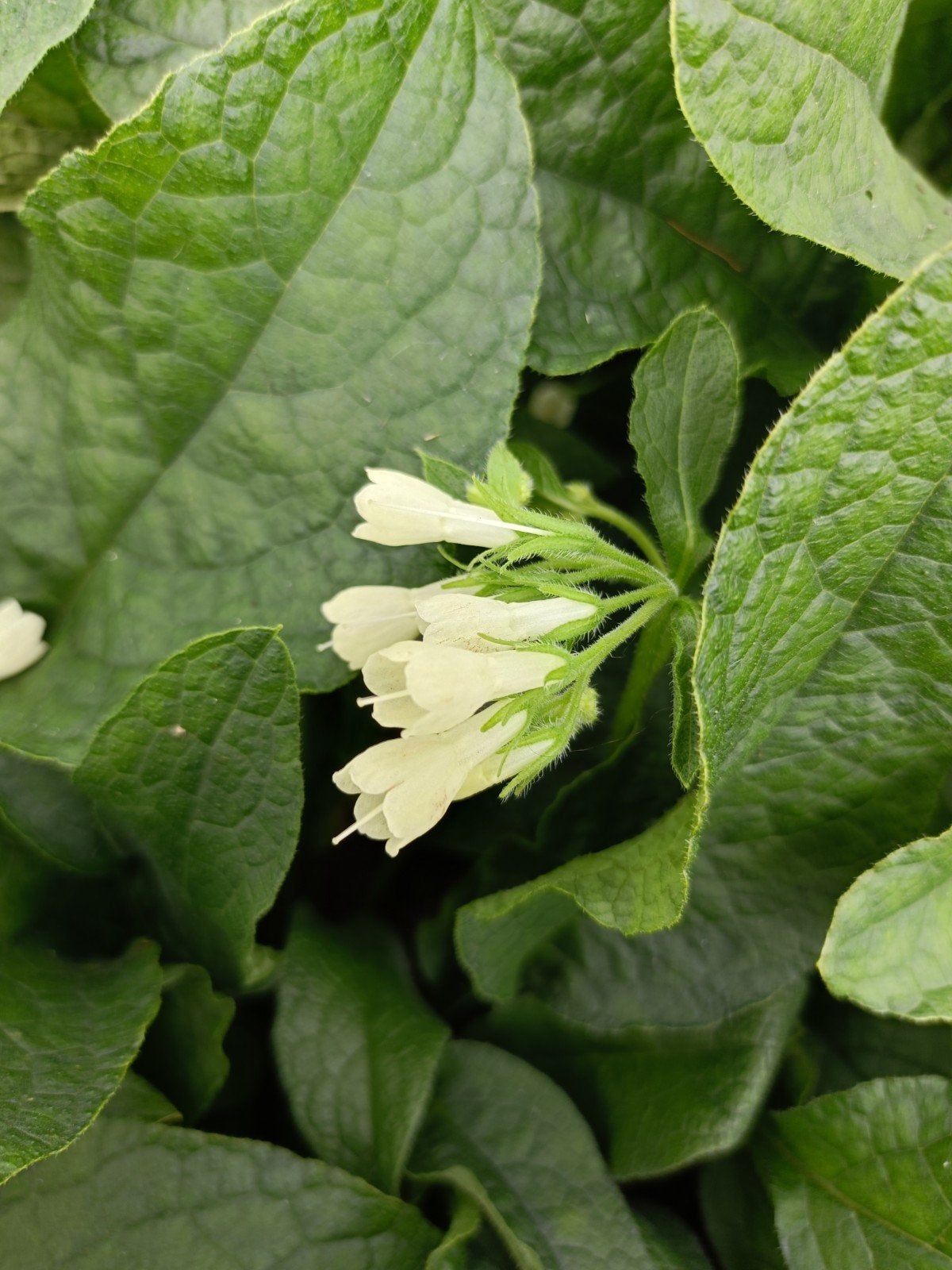 Symphytum grandiflorum in P9 pot - 600 stuks op voorraad, Bodembedekkers, Vaste plant, Ophalen of Verzenden, Halfschaduw