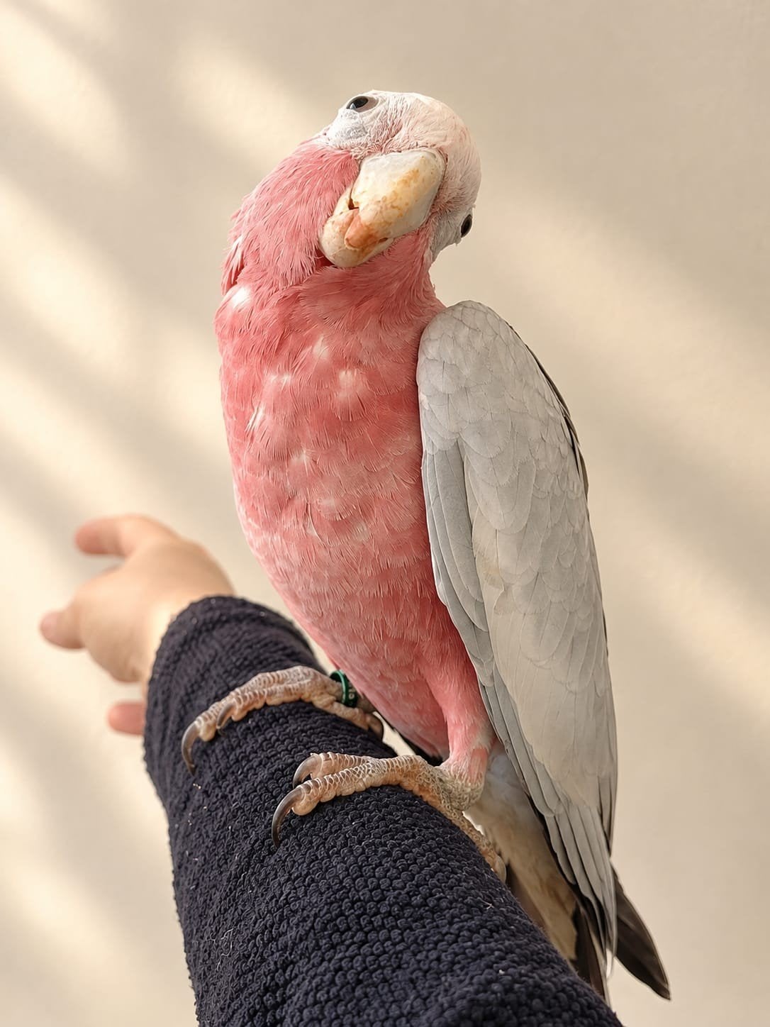 Te reserveren.Rose kaketoe super tam , getest en met dna., Meerdere dieren, Papegaai, Tam