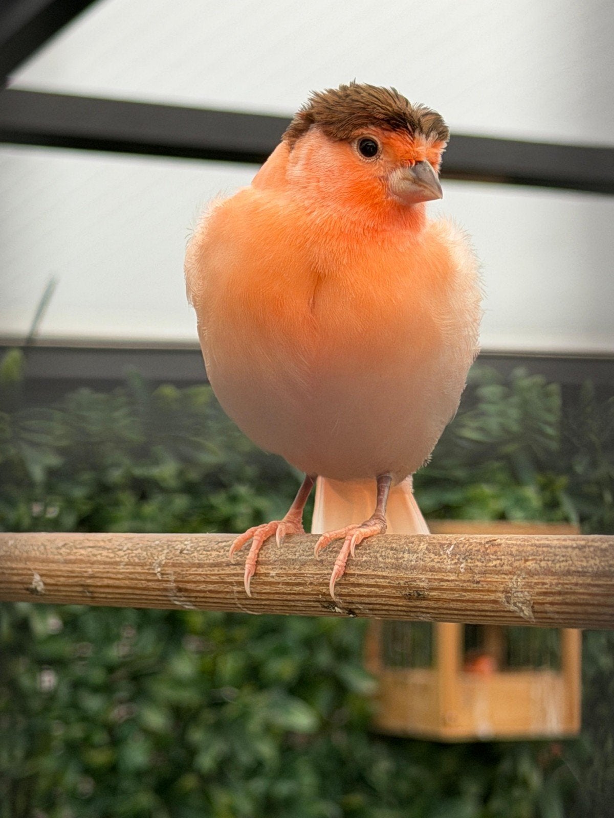 Harlekijn kanaries 14 stuks, Dieren en Toebehoren, Vogels | Kanaries, Meerdere dieren, Kleurkanarie