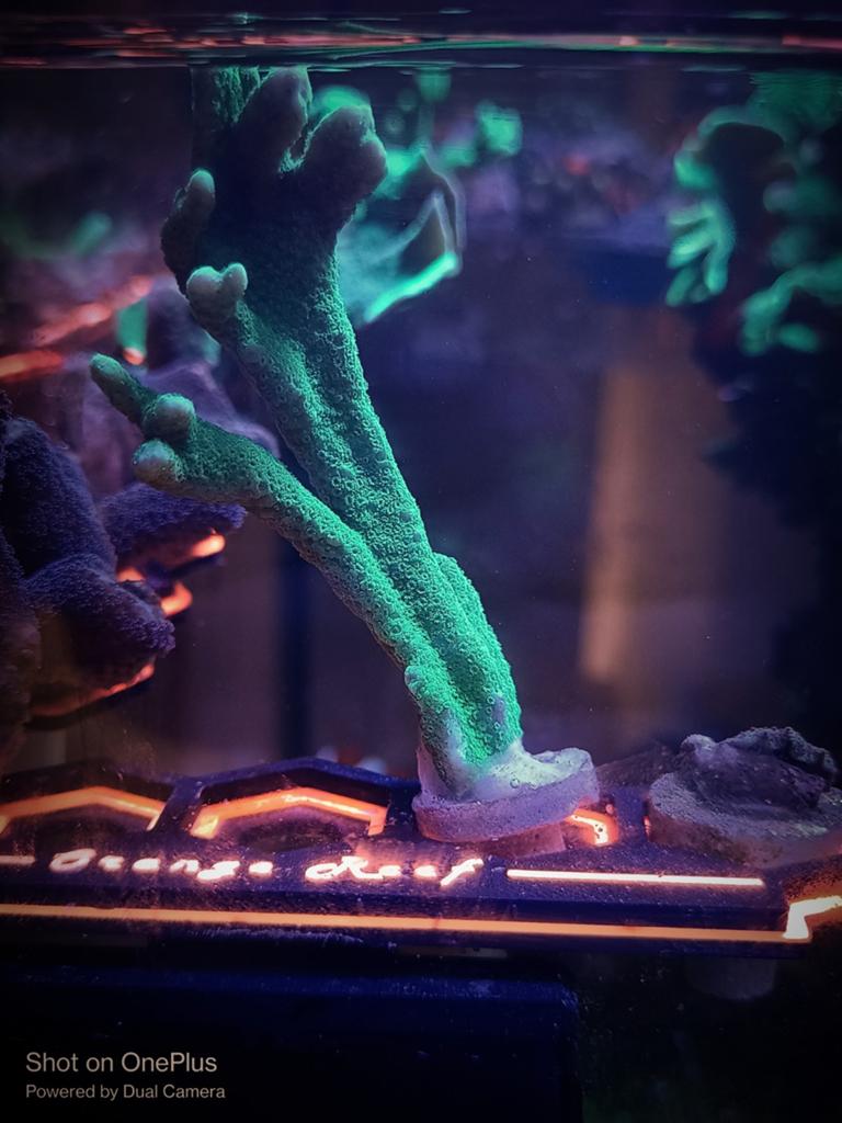 Monitpora digitata groen stekken, Dieren en Toebehoren, Overige typen, Zoutwatervis