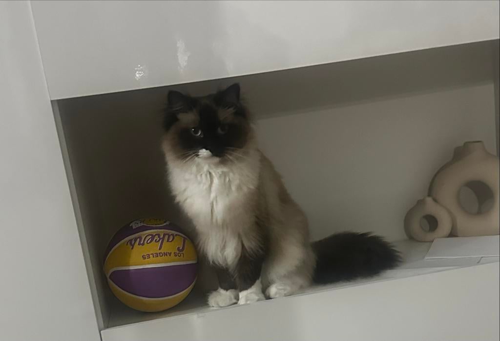 Ragdoll Brownie en Britse Langhaar Rocky, Kater, Gechipt