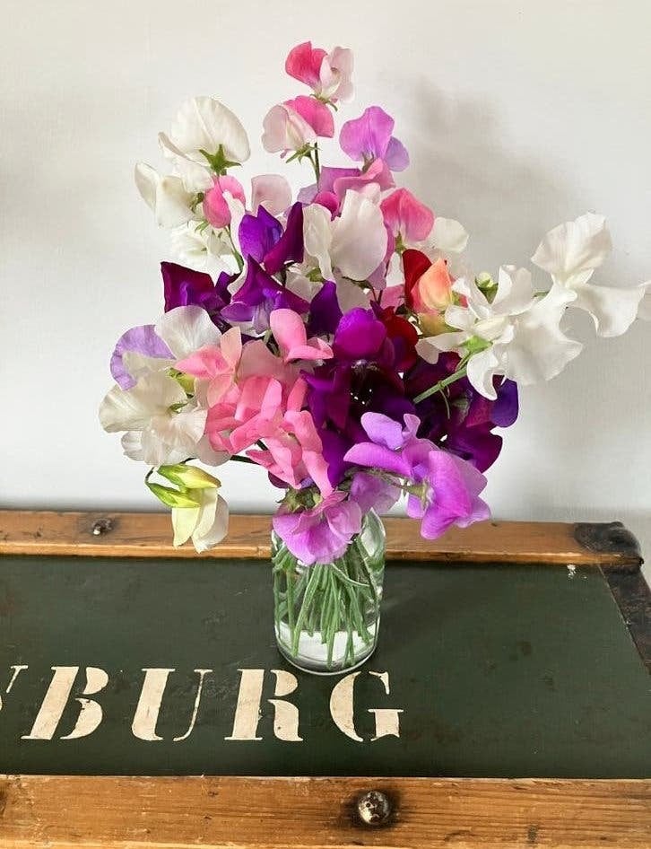 Lathyrus zaden mix, Verzenden, Najaar, Volle zon, Zaad