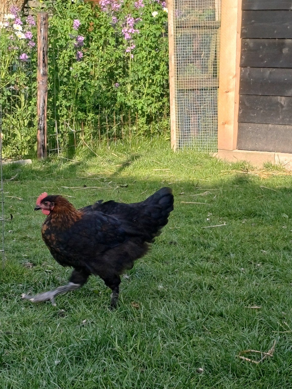 Jonge marans hanen, Mannelijk, Kip