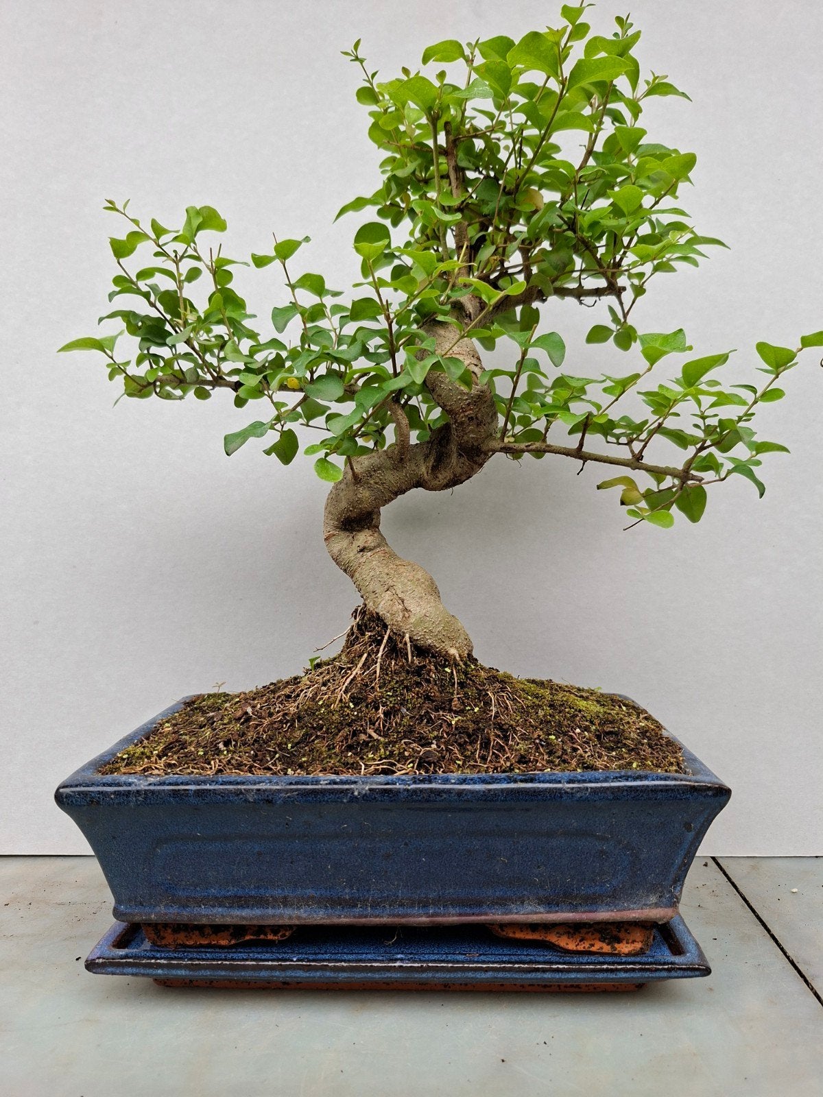 Bonsai, Bloeit niet, Halfschaduw, Minder dan 100 cm, Overige soorten
