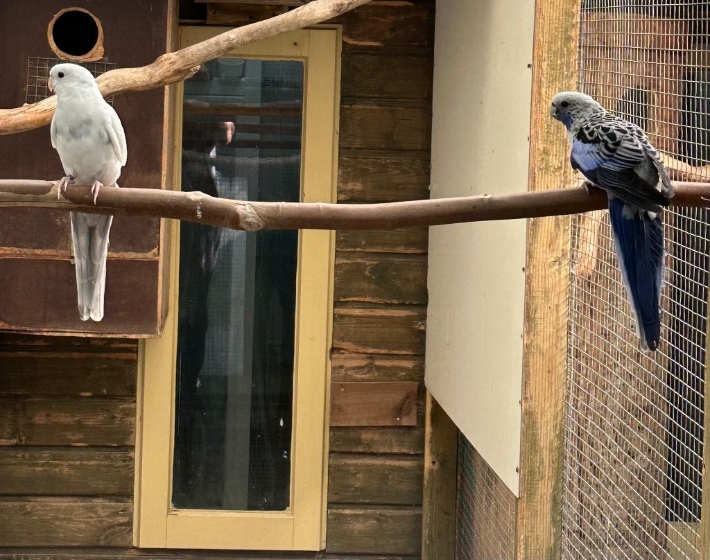 Pennant rosella's, Meerdere dieren, Parkiet
