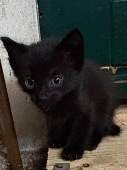 kittens, Meerdere dieren, Kortharig, 0 tot 2 jaar