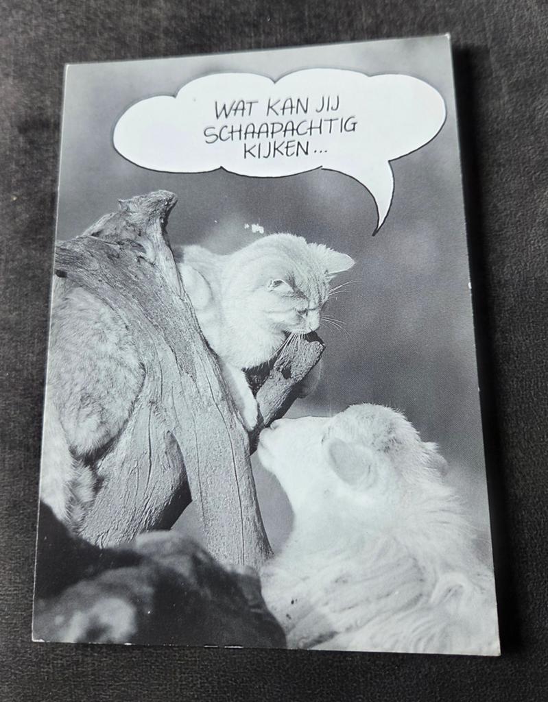 Poes kijkt naar schaap, Verzenden, Gelopen, Hond of Kat