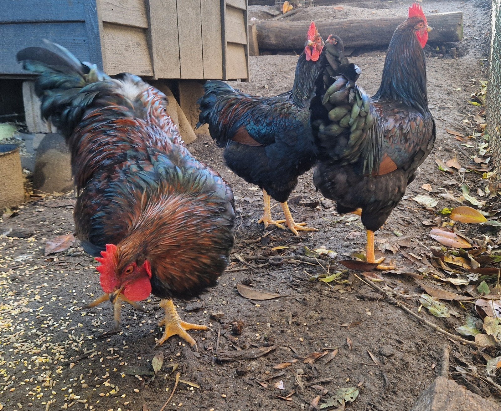 mooie grote hanen te koop barnevelders, Dieren en Toebehoren, Mannelijk, Kip