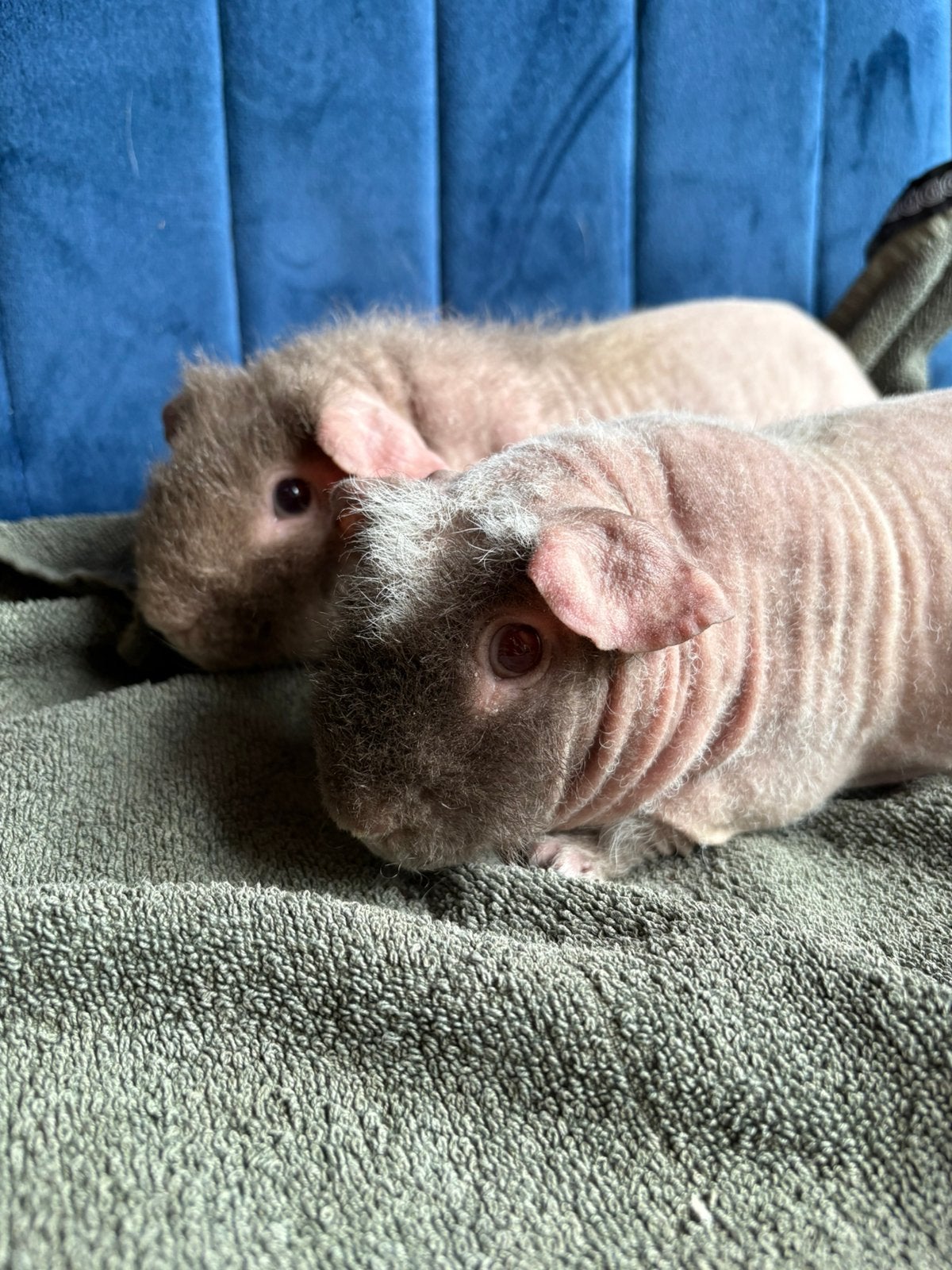 2 skinny cavia slate en slate dalmatier beer, Cavia, April, Mannelijk, Tam