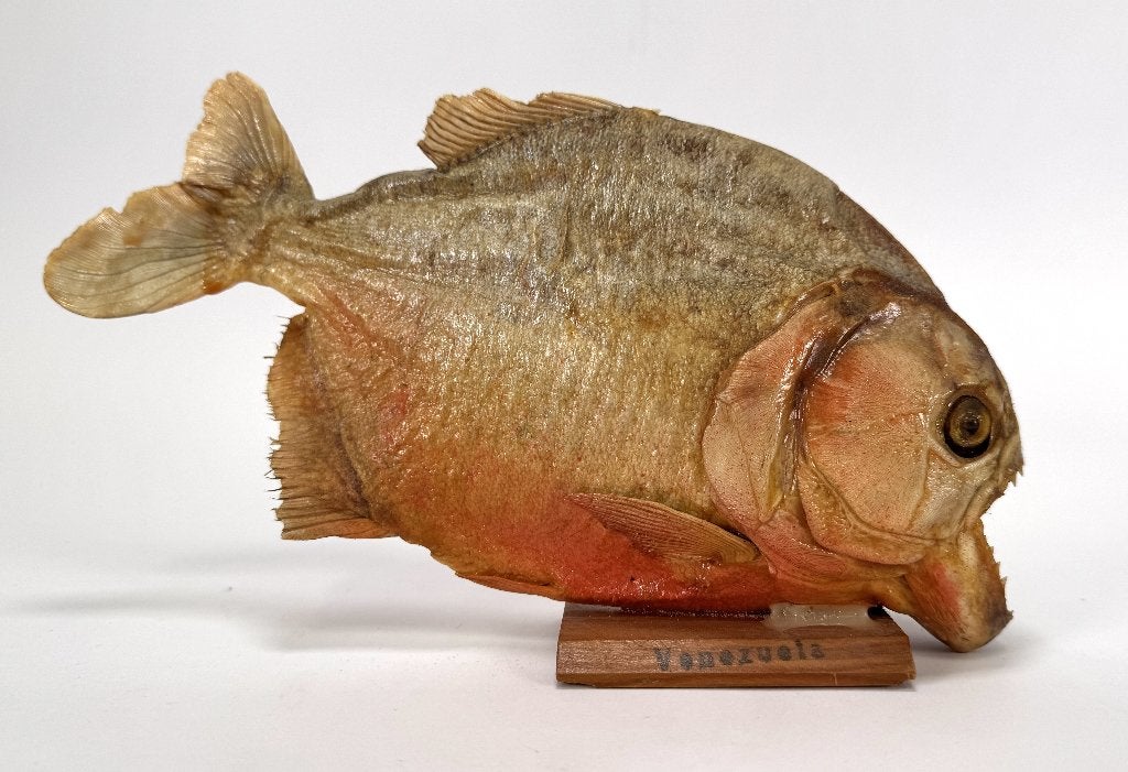 626. Opgezette roodbuikpiranha, Venezuela, ca. 20e eeuw, Ophalen