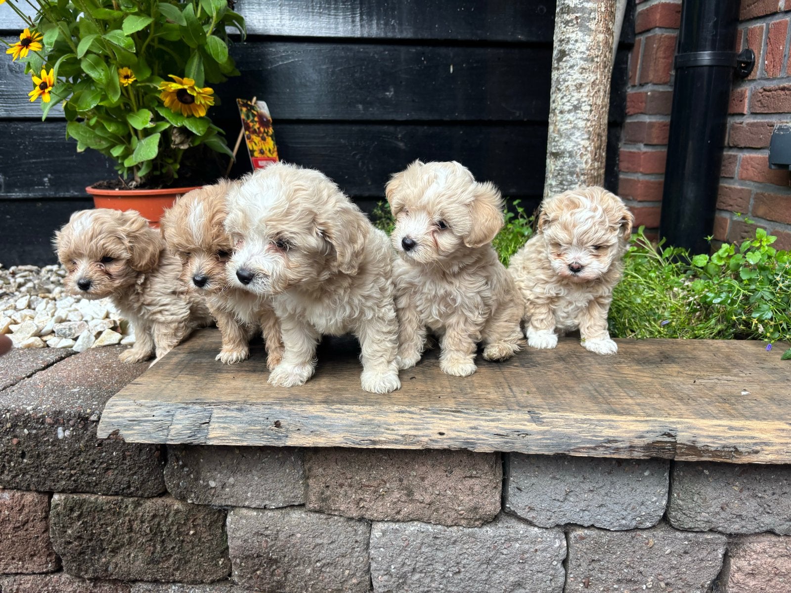 Malti poo pups te koop, Poedel, 8 tot 15 weken, Meerdere, Meerdere dieren