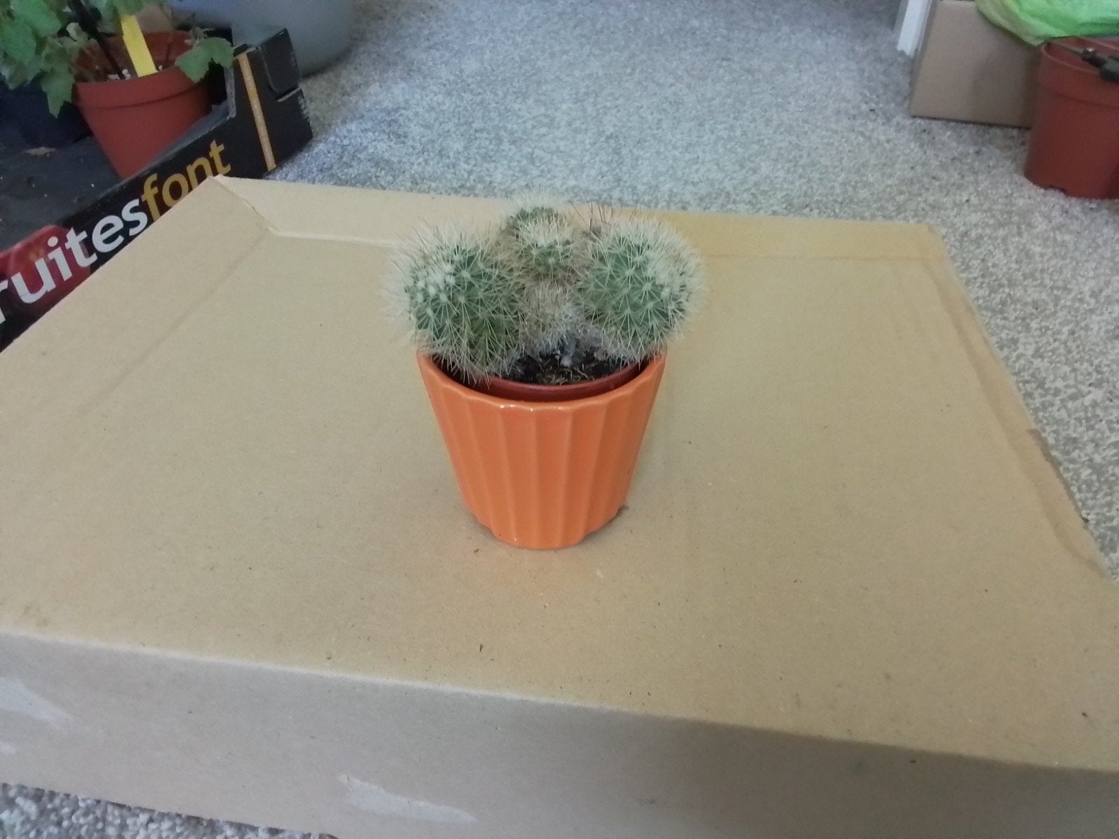 klein cactus plantje met oranje potje erbij, Huis en Inrichting, Minder dan 100 cm, Halfschaduw, Ophalen of Verzenden, In pot